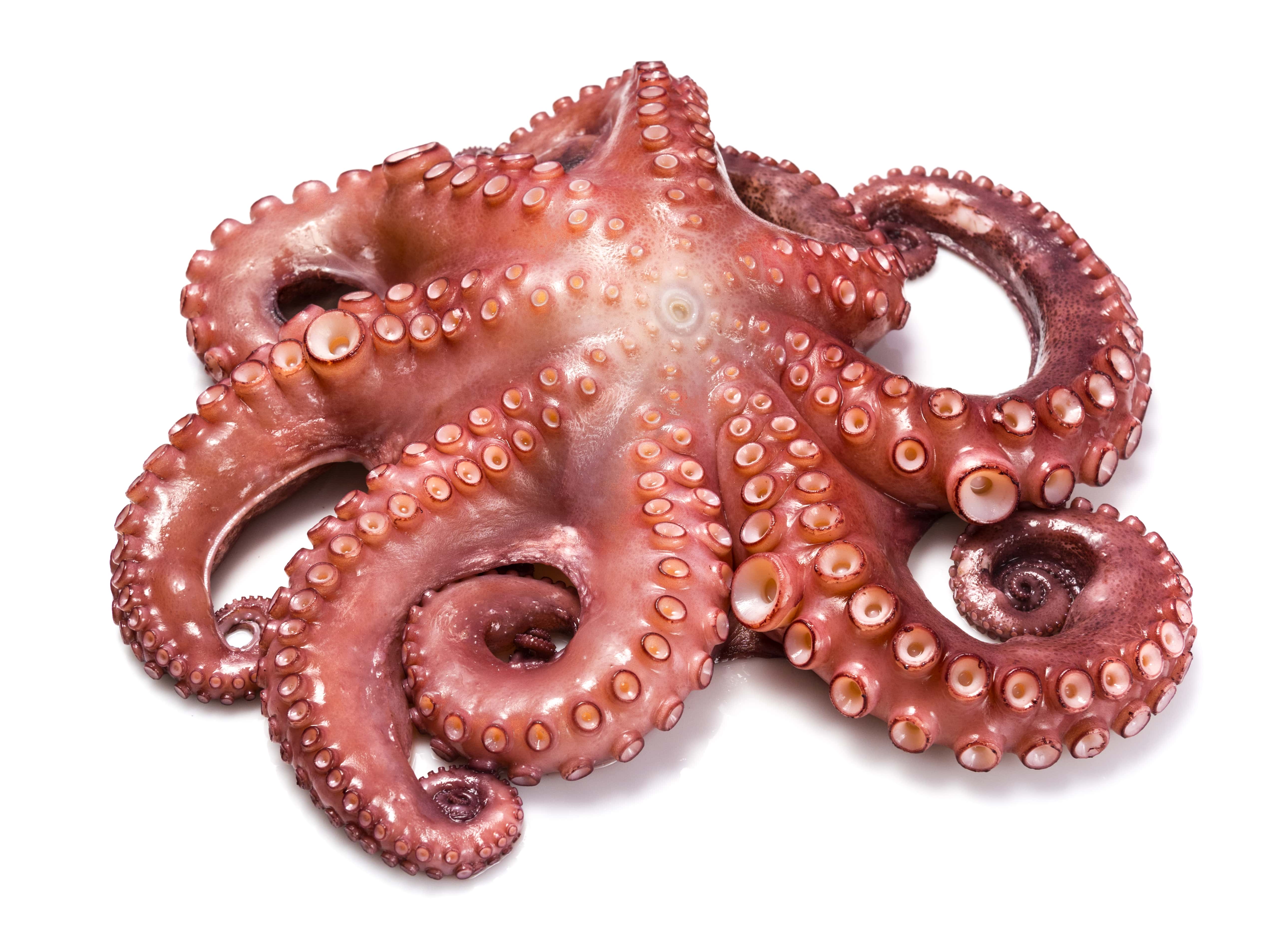Pulpo 1-2 (1kg)